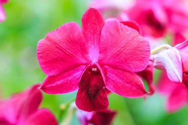 güzel orkide çiçekler 