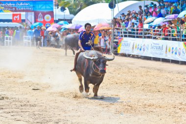 Yarış Festivali katılımcı 140 Buffalo