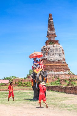 Tur turistlere fil binmek 