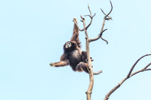 Roztomilý gibbon na větev stromu — Stock fotografie