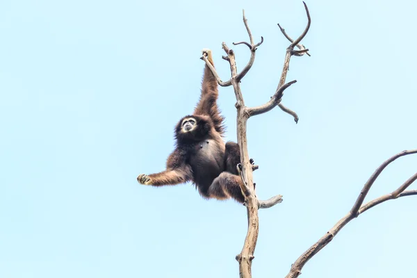 Bonito gibón en rama de árbol — Foto de Stock