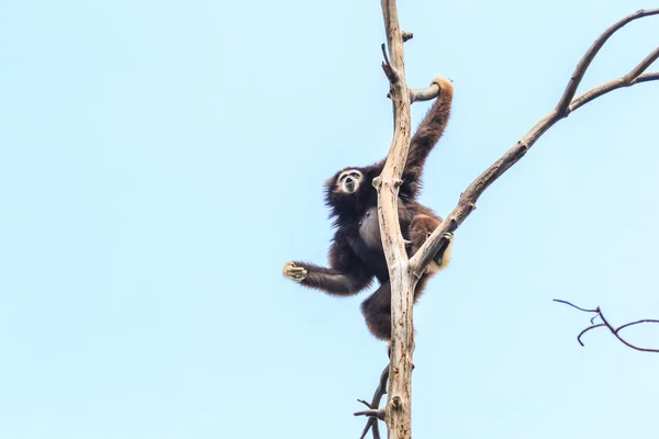 Roztomilý gibbon na větev stromu — Stock fotografie