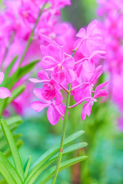 Hermosas flores de orquídea — Foto de Stock