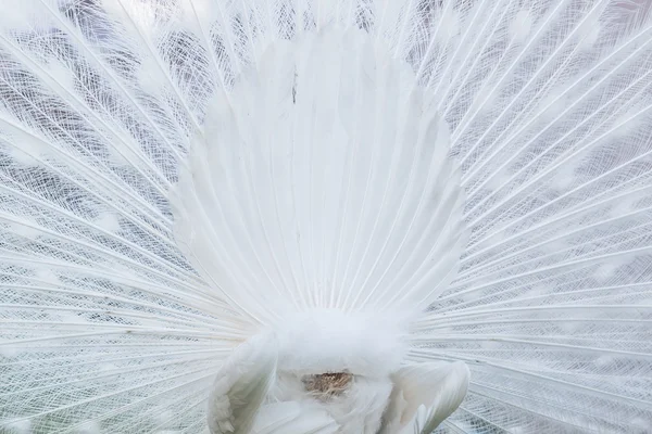 Back view of white peacock tail — Stock Photo, Image