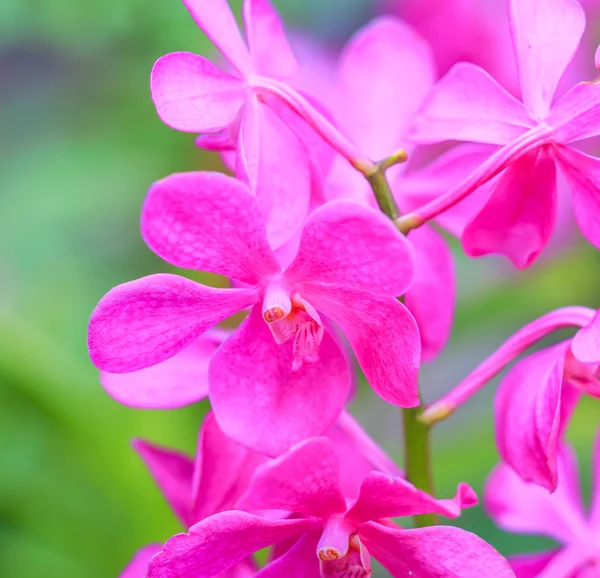 Güzel orkide çiçekler — Stok fotoğraf