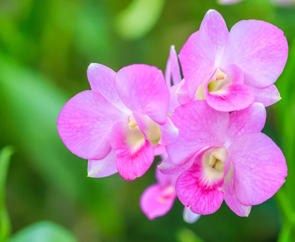 Lindas flores de orquídea — Fotografia de Stock