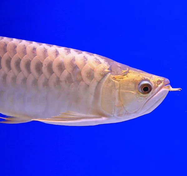 Vis in het aquariumglas — Stockfoto