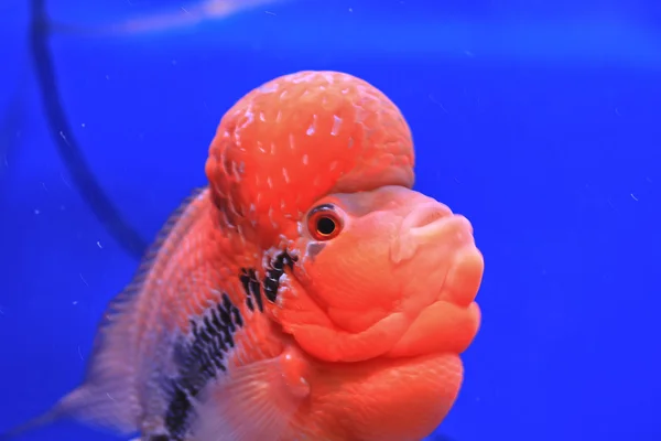 Aquarium fish, flower horn fish — Stock Photo, Image