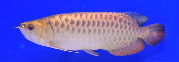 Fish in the aquarium glass — Stock Photo, Image