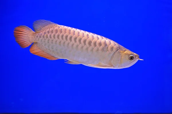 Fish in the aquarium glass — Stock Photo, Image