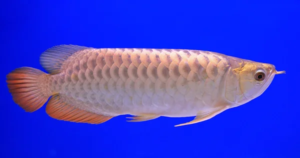 Poissons dans le verre de l'aquarium — Photo