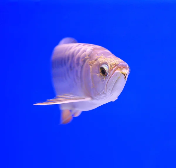 Ryby v akváriu sklo — Stock fotografie