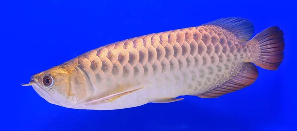 Poissons dans le verre de l'aquarium — Photo