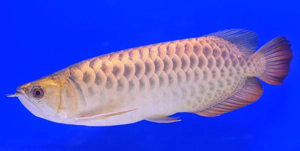 Poissons dans le verre de l'aquarium — Photo