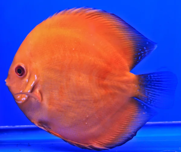 Peixe no vidro do aquário — Fotografia de Stock
