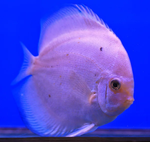 Fish in the aquarium glass — Stock Photo, Image