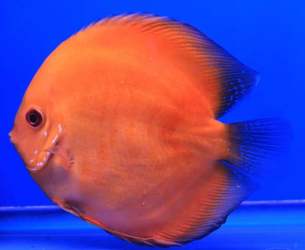 Fish in the aquarium glass — Stock Photo, Image