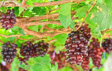 Bir sürü kırmızı üzüm.