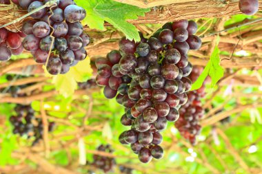 Bir sürü kırmızı üzüm.