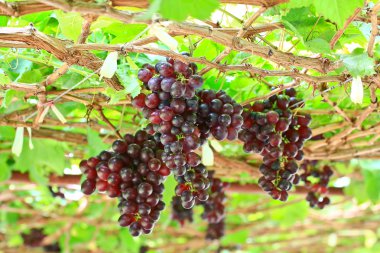 Bir sürü kırmızı üzüm.