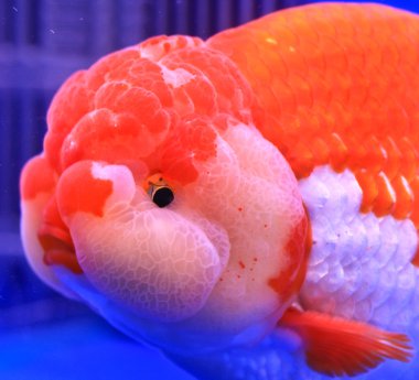 Goldfish bir cam kabin