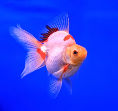 Goldfish bir cam kabin