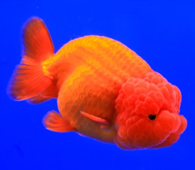 Goldfish bir cam kabin