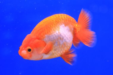 Goldfish bir cam kabin