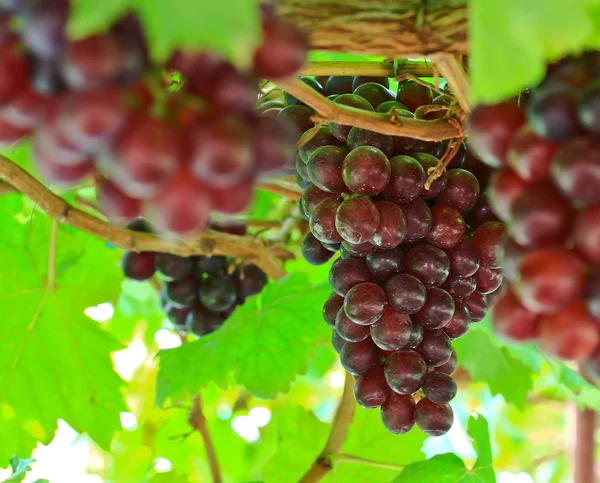 Um bando de uvas vermelhas — Fotografia de Stock