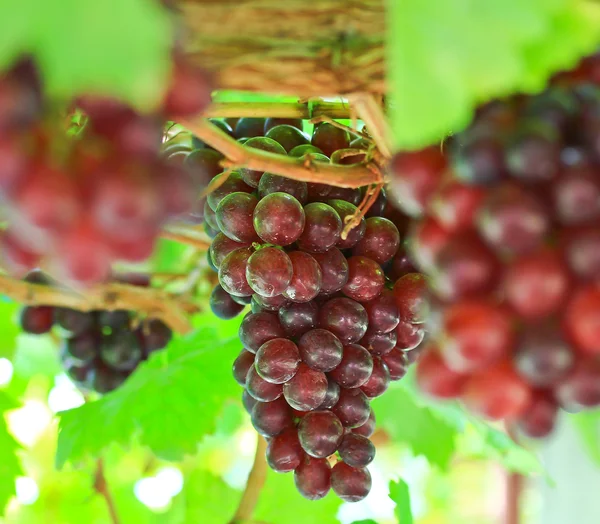 Um bando de uvas vermelhas — Fotografia de Stock