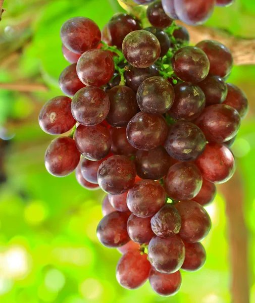 Ramo de uvas rojas — Foto de Stock