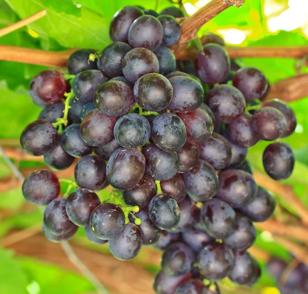 Bouquet de raisins rouges — Photo