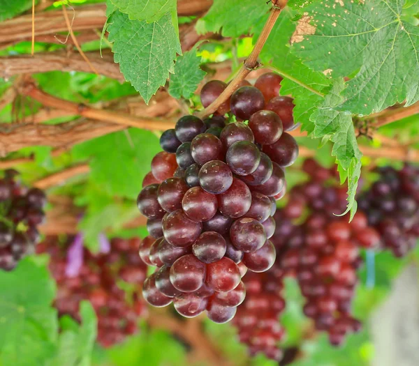 Ein Bündel roter Trauben — Stockfoto