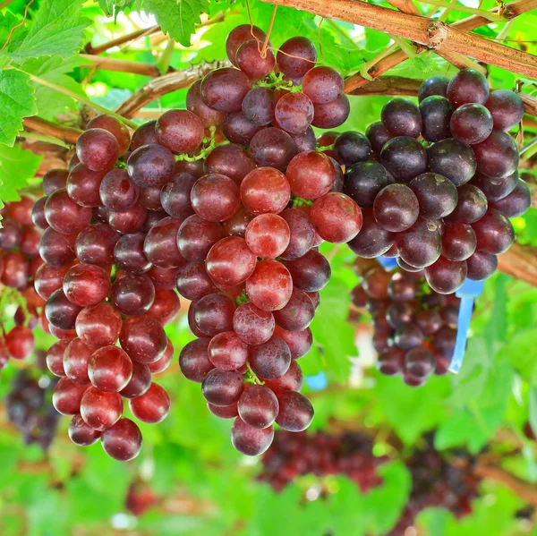 Bouquet de raisins rouges — Photo