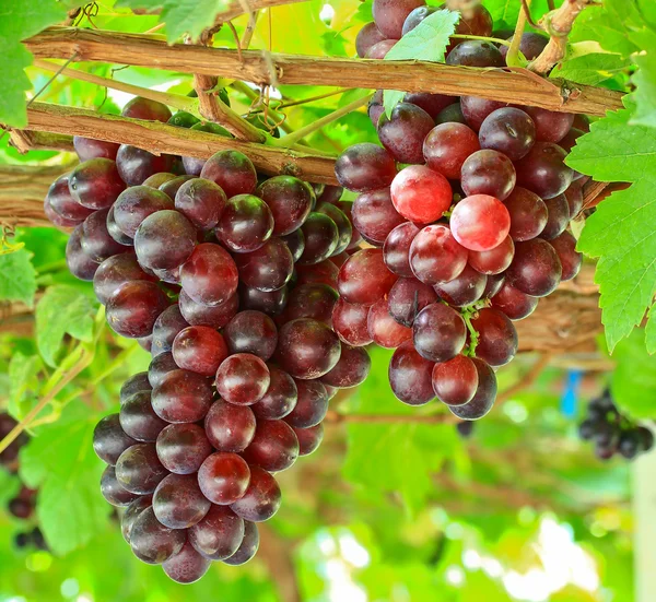 Bunch of red grapes — Stock Photo, Image