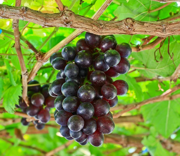 Bunch of red grapes — Stock Photo, Image