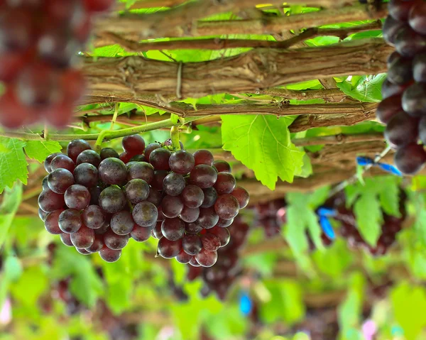 Um bando de uvas vermelhas — Fotografia de Stock