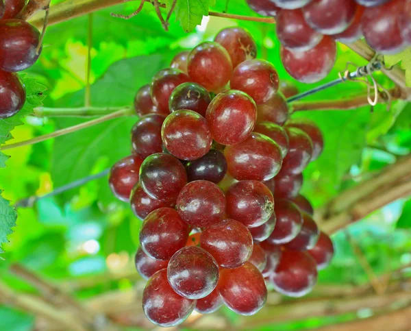 Kawałek czerwonych winogron — Zdjęcie stockowe