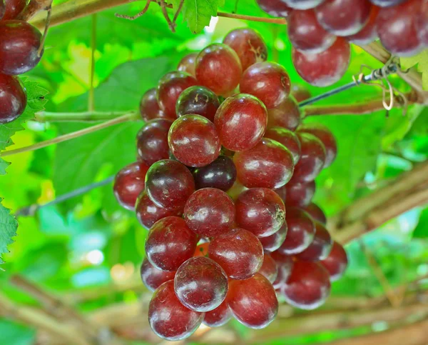 Um bando de uvas vermelhas — Fotografia de Stock