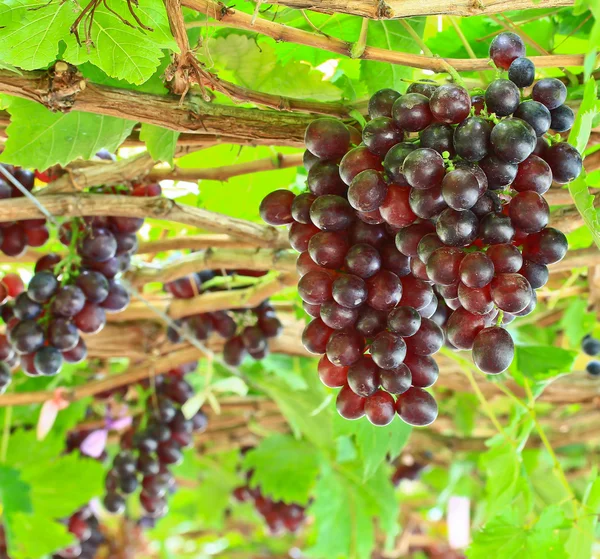 Ett gäng röda druvor — Stockfoto