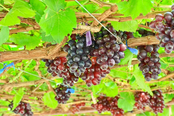 Bouquet de raisins rouges — Photo