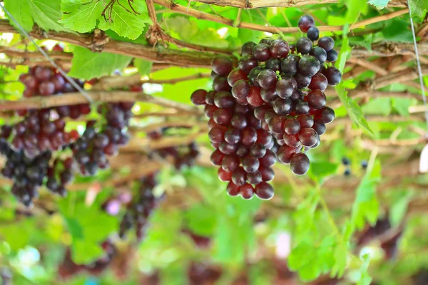 Bouquet de raisins rouges — Photo