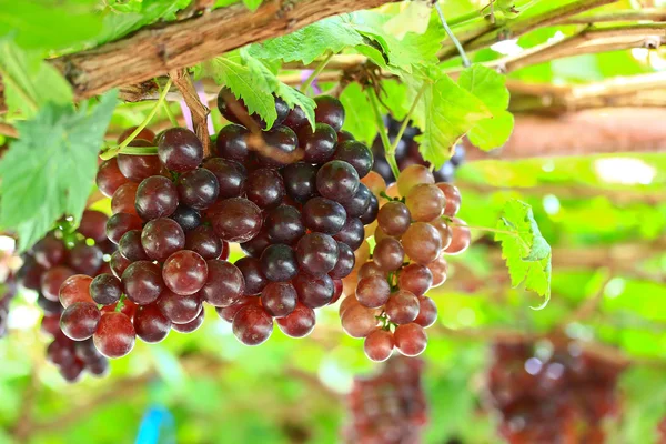 Bouquet de raisins rouges — Photo