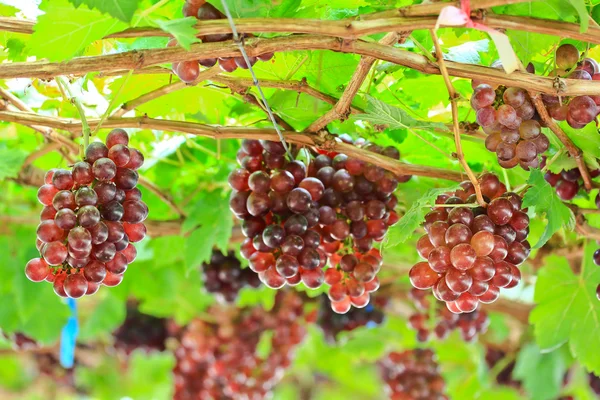 Um bando de uvas vermelhas — Fotografia de Stock