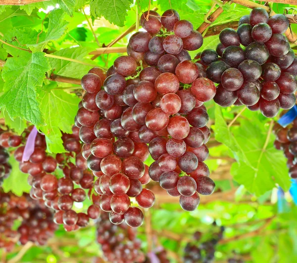 Bunke af røde druer - Stock-foto