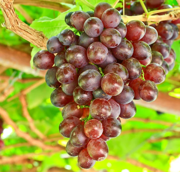 Bouquet de raisins rouges — Photo