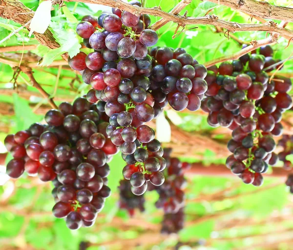 Bir sürü kırmızı üzüm. — Stok fotoğraf