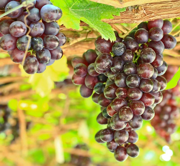 Ett gäng röda druvor — Stockfoto