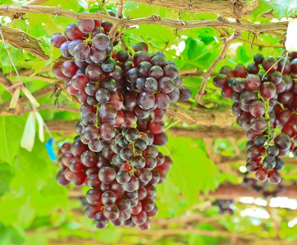 Bouquet de raisins rouges — Photo