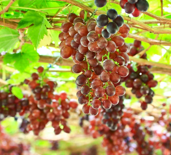 Um bando de uvas vermelhas — Fotografia de Stock